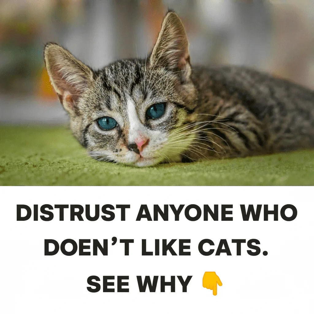 Be Skeptical of Those Who Don't Like Cats: Here's Why