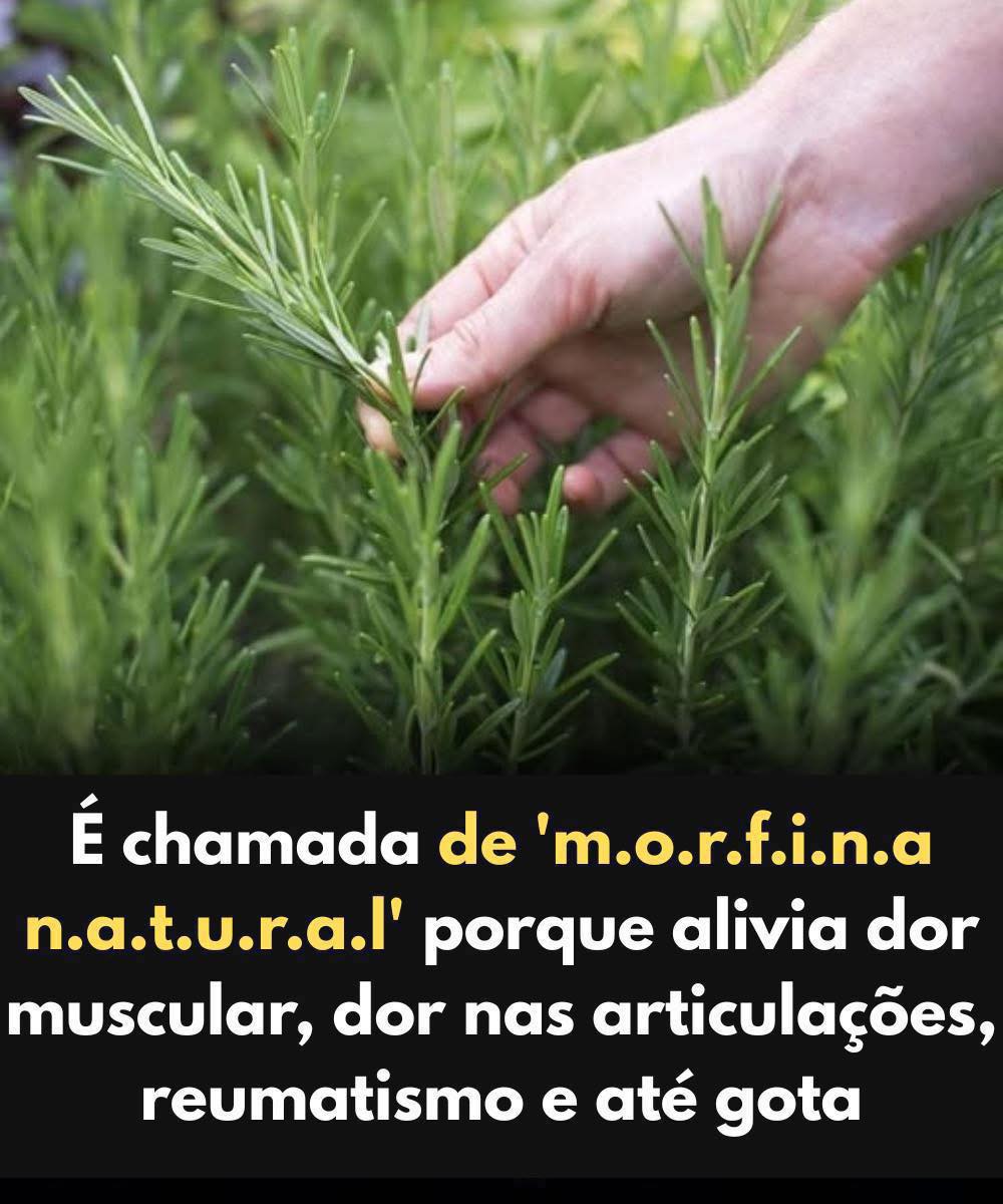 This Plant is Known as "Natural Morphine": The Power and Benefits of Rosemary for Body and Mind