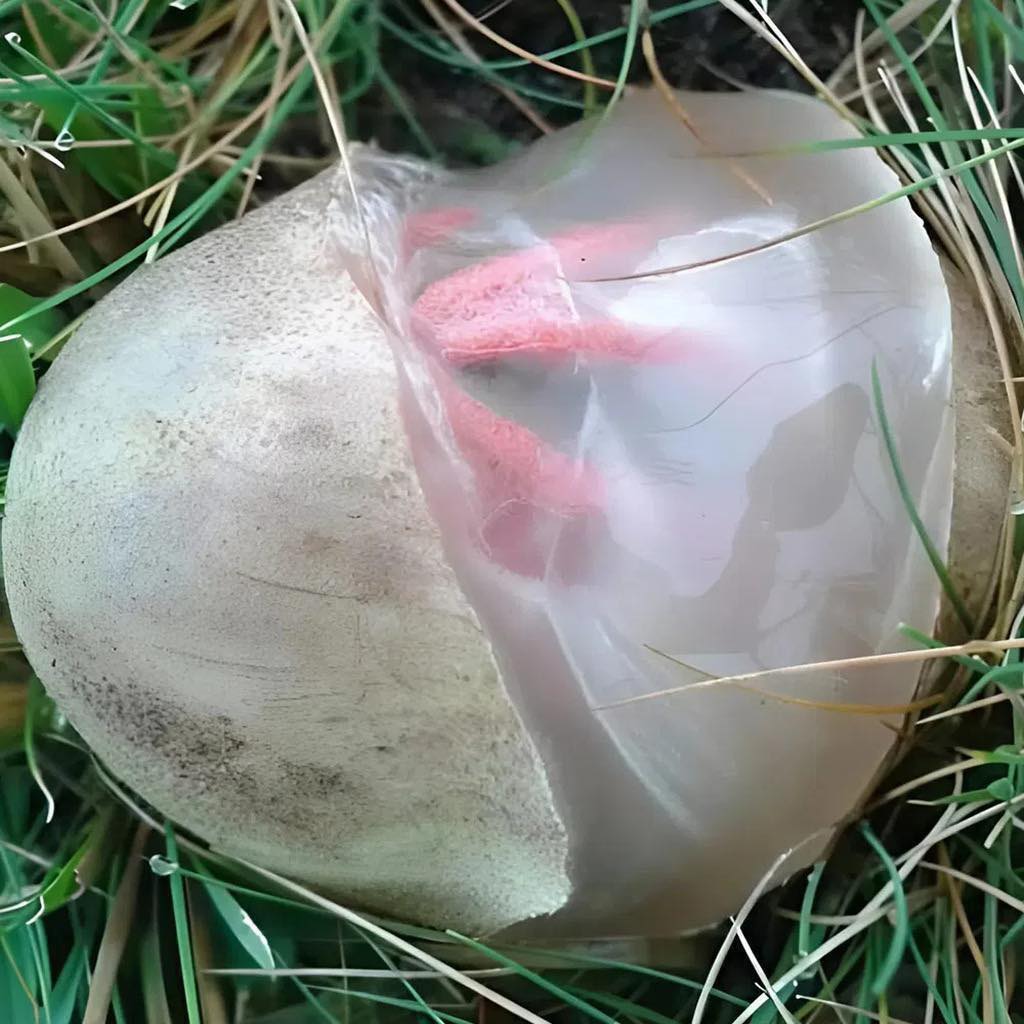 Horrified by a Viscous, Foul-Smelling Red Creature in My Yard: What Was It?