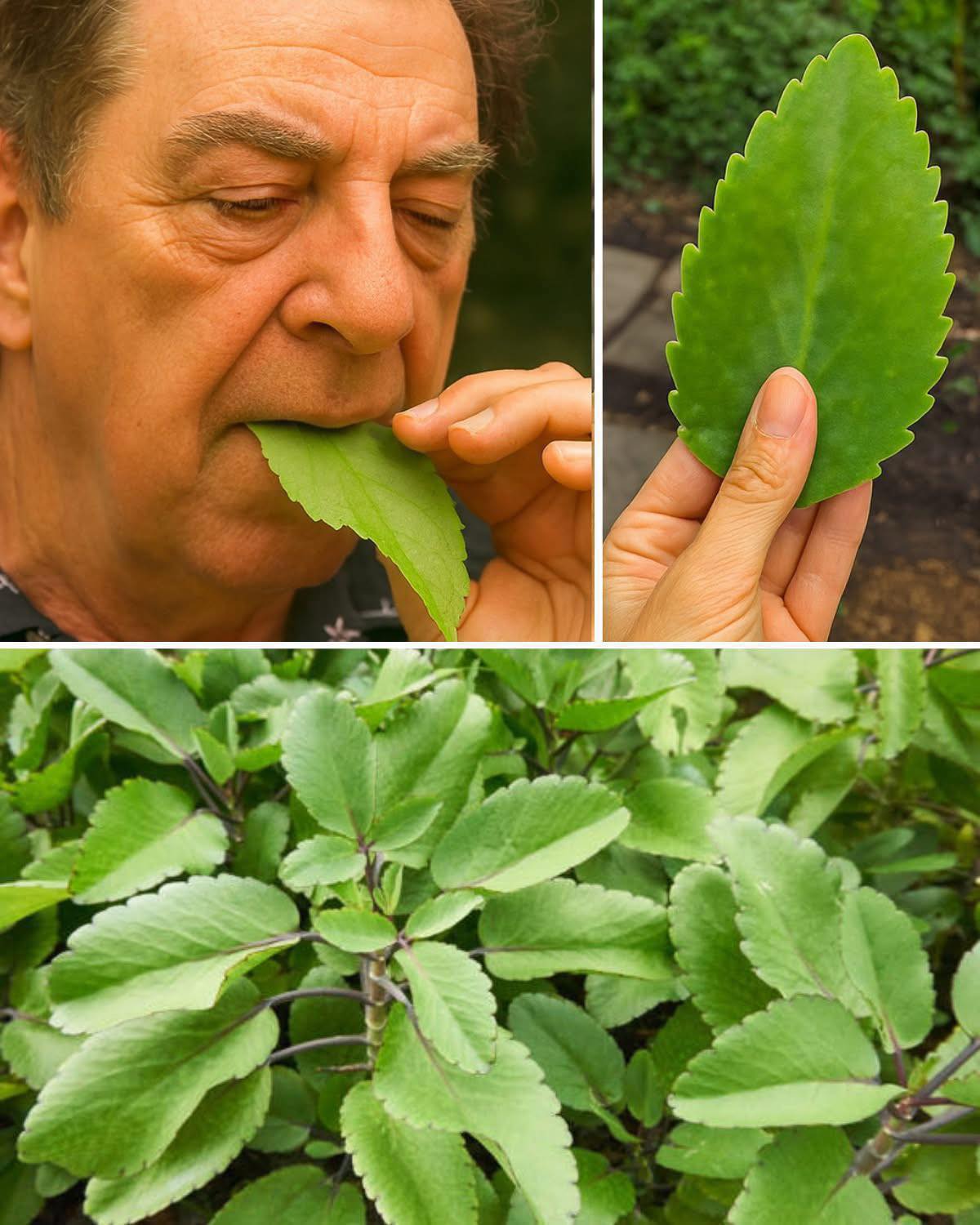 The Life Plant: A Garden Staple Many Overlook for Its Benefits