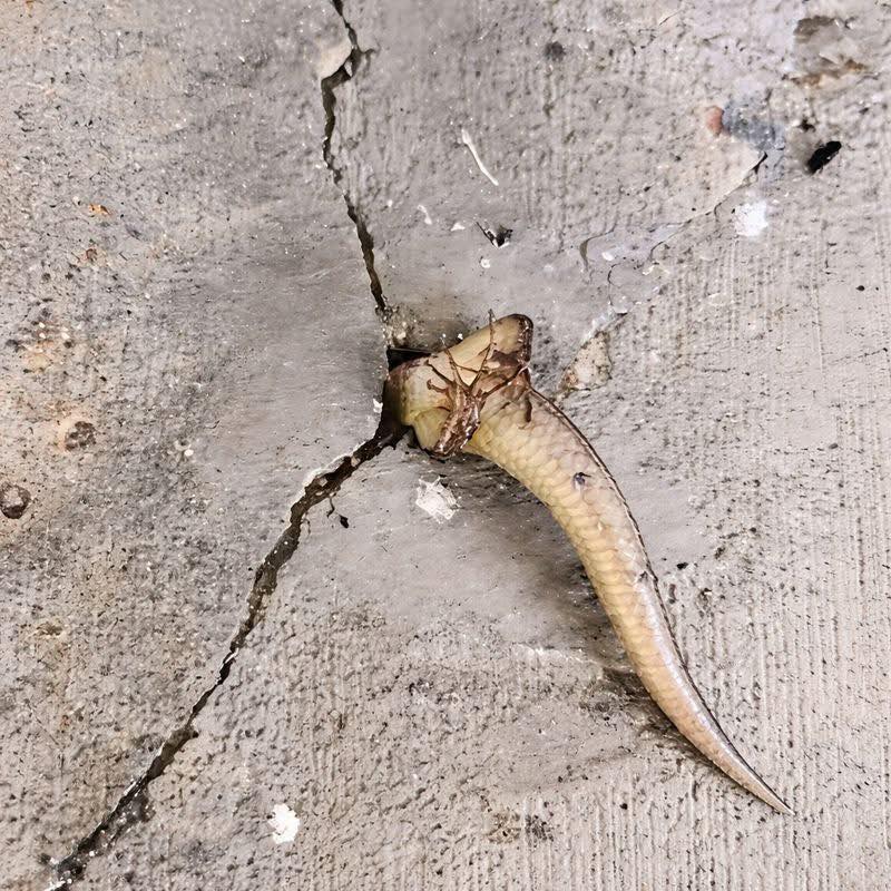 Something Stirring in the Wall? A Domestic Mystery Turns into Pure Suspense