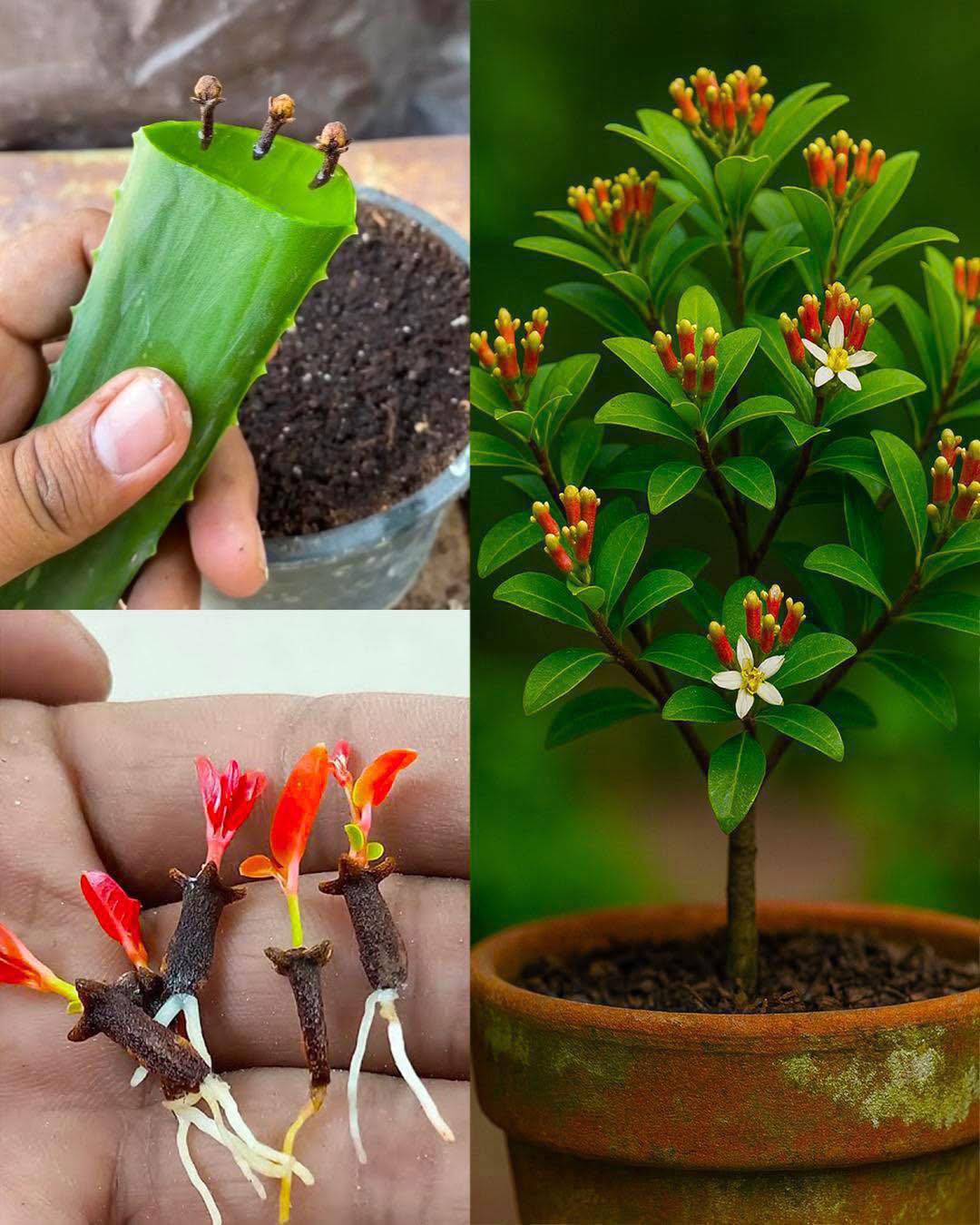 How to Grow Cloves at Home with a Simple, Natural Trick