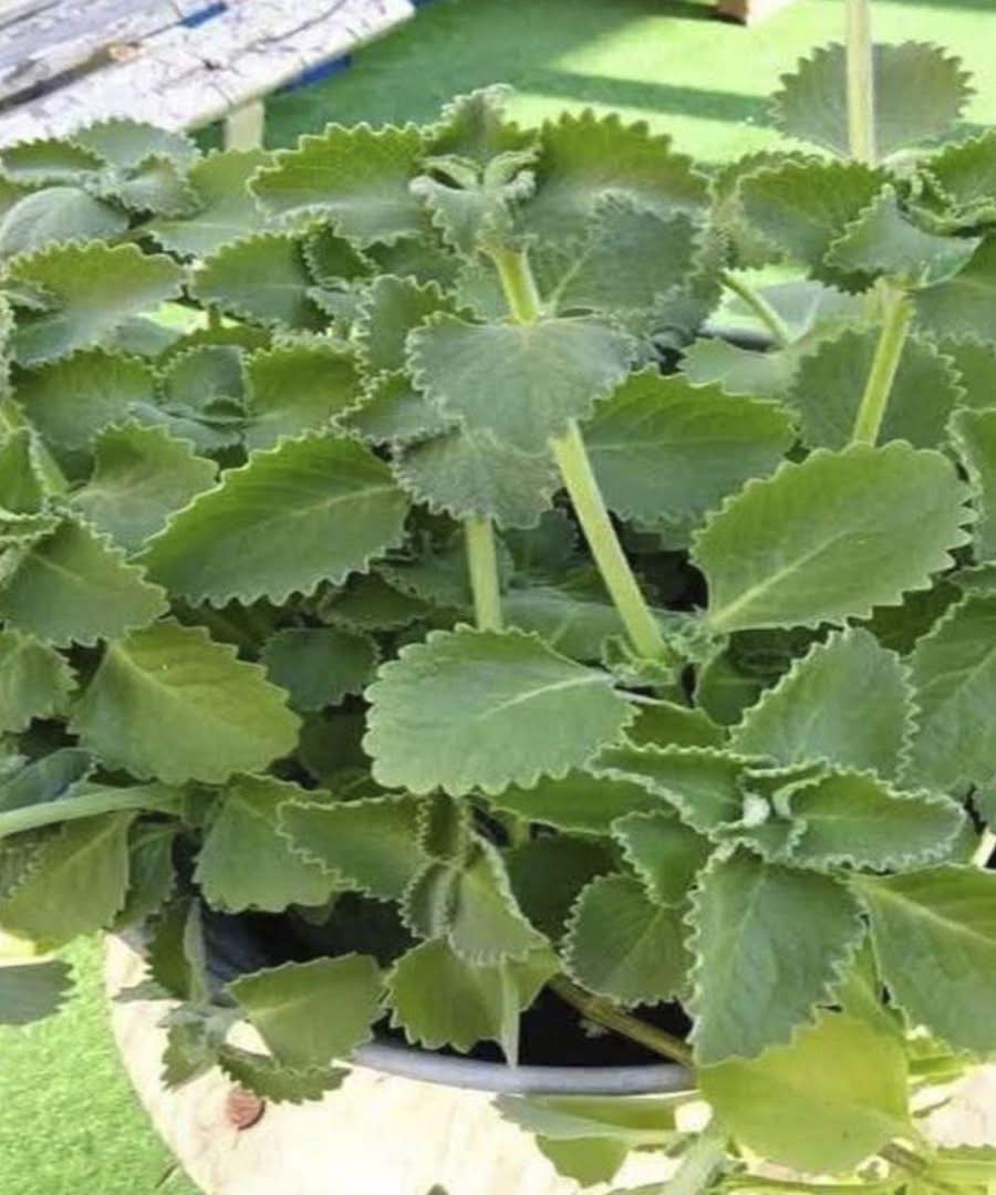 Doctors Reveal What Eating Oregano Causes…