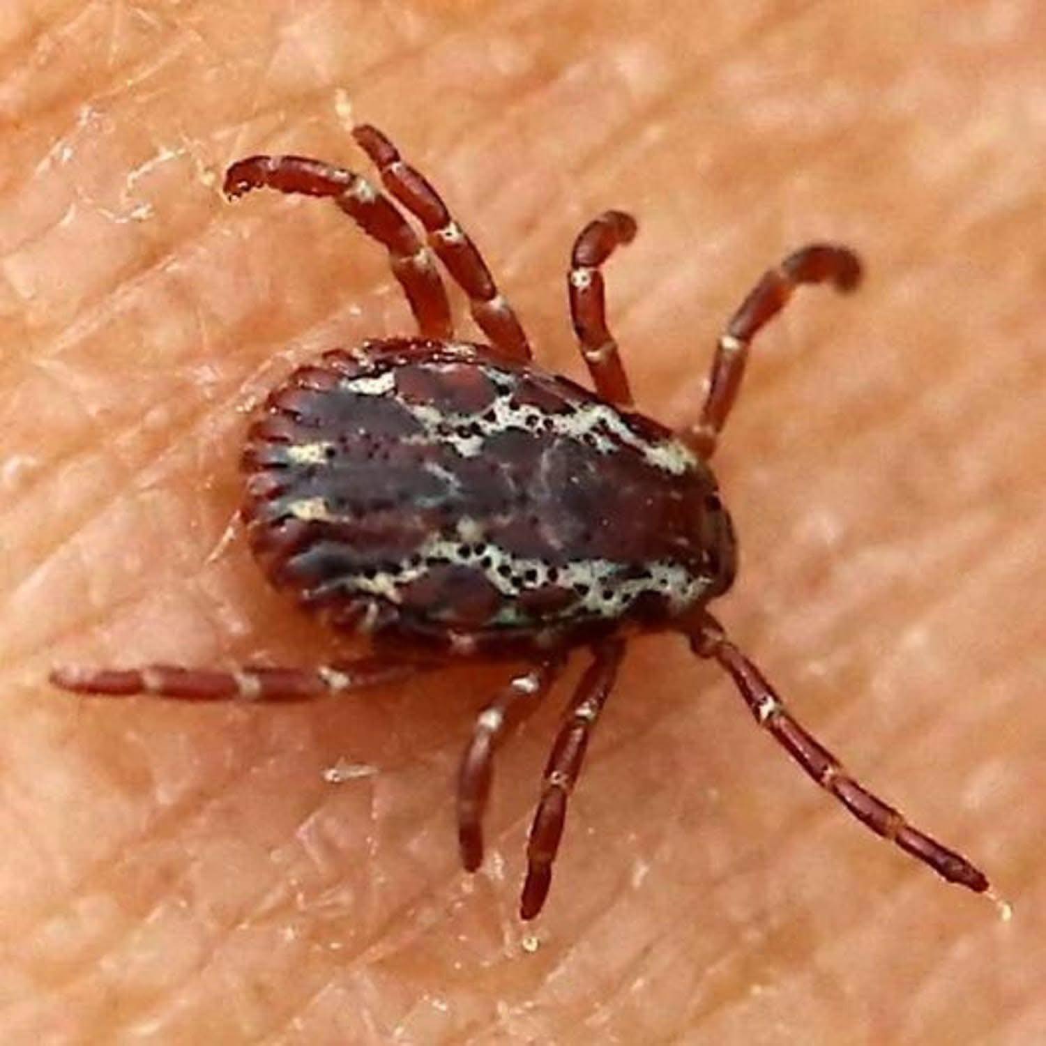 Found a Tick in Your Home? Here's What You Need to Know