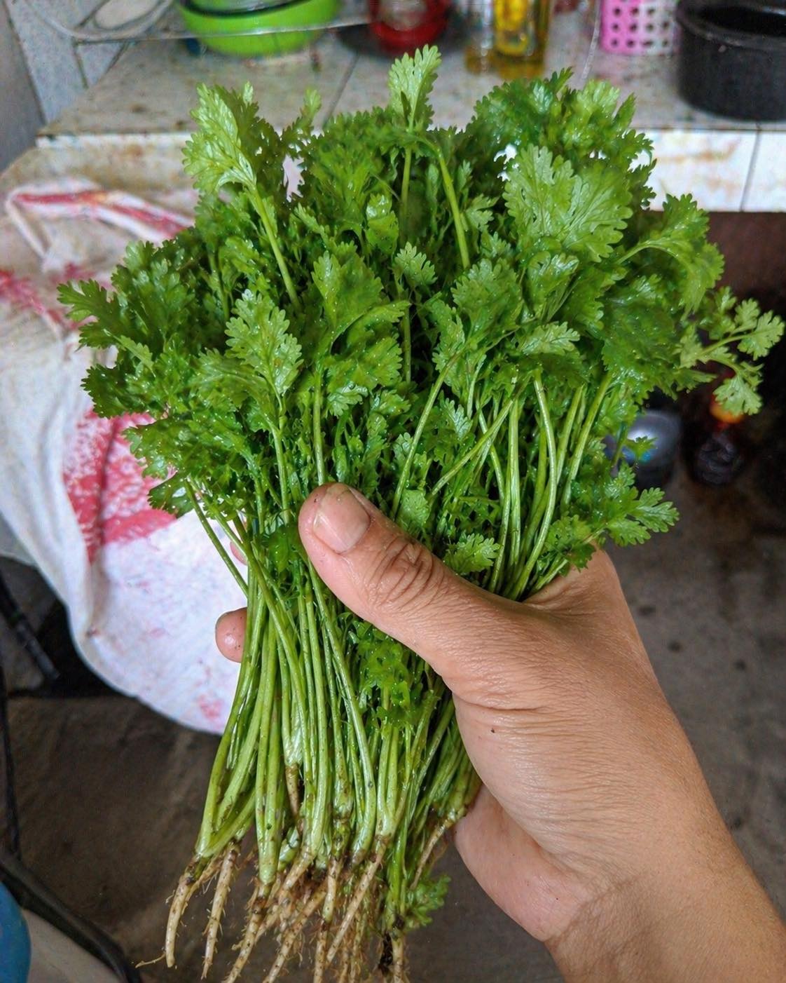 Doctors Reveal What Consuming Cilantro Causes…