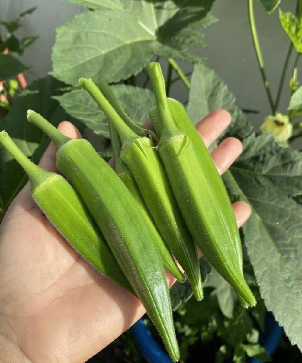 Doctors Reveal the Surprising Impact of Eating Okra
