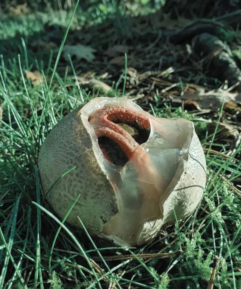 What is This Fungus and Why is it Dubbed 'One of Nature's Most Terrifying Sights'?