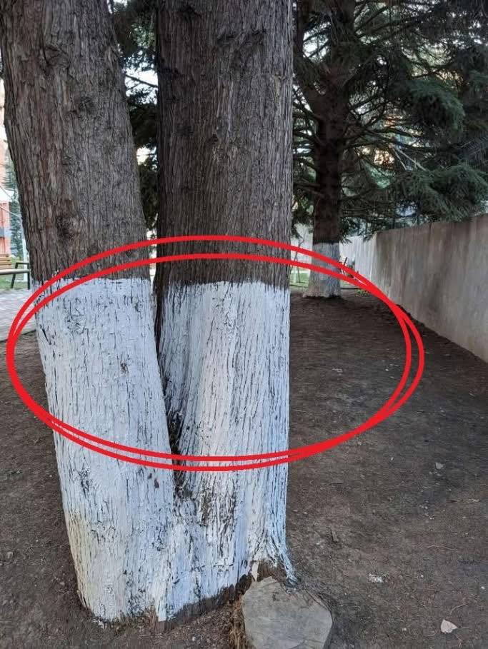 The Hidden Reasons Why Tree Trunks Are Painted White