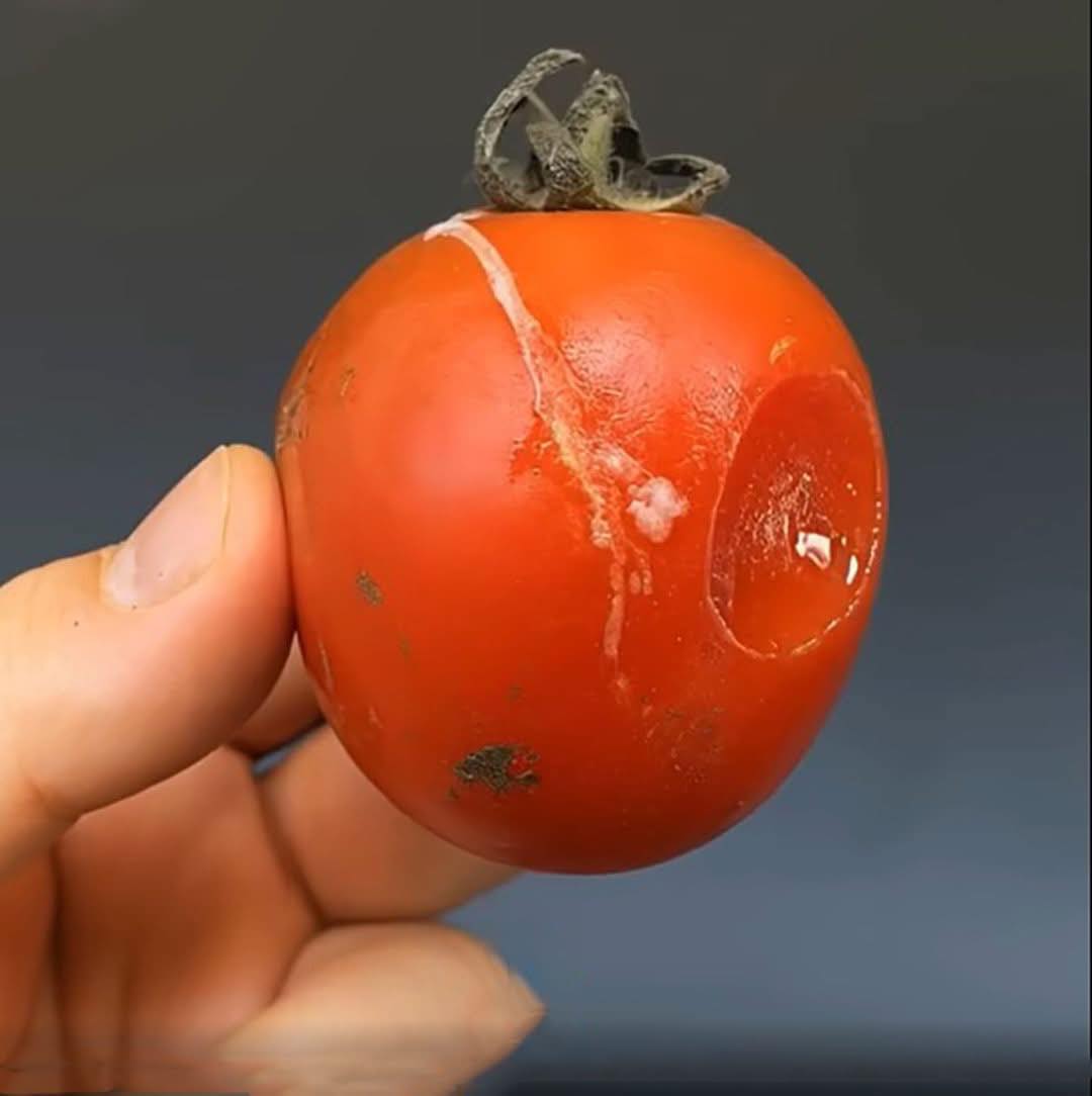 Don't Throw Away Spoiled Tomatoes! The Riper, The More Valuable!
