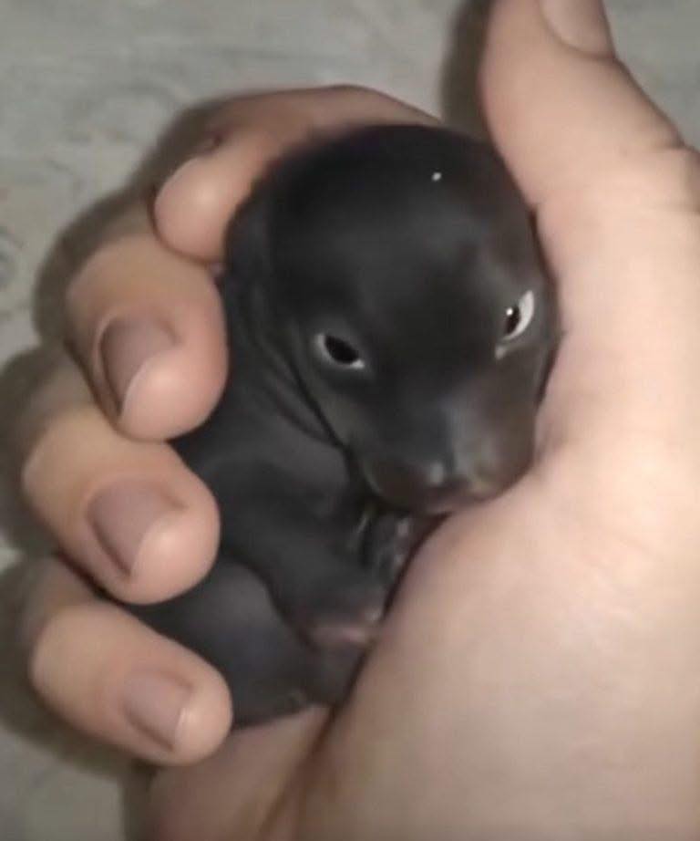 What Looked Like a Puppy Revealed a Moving Story of Resilience