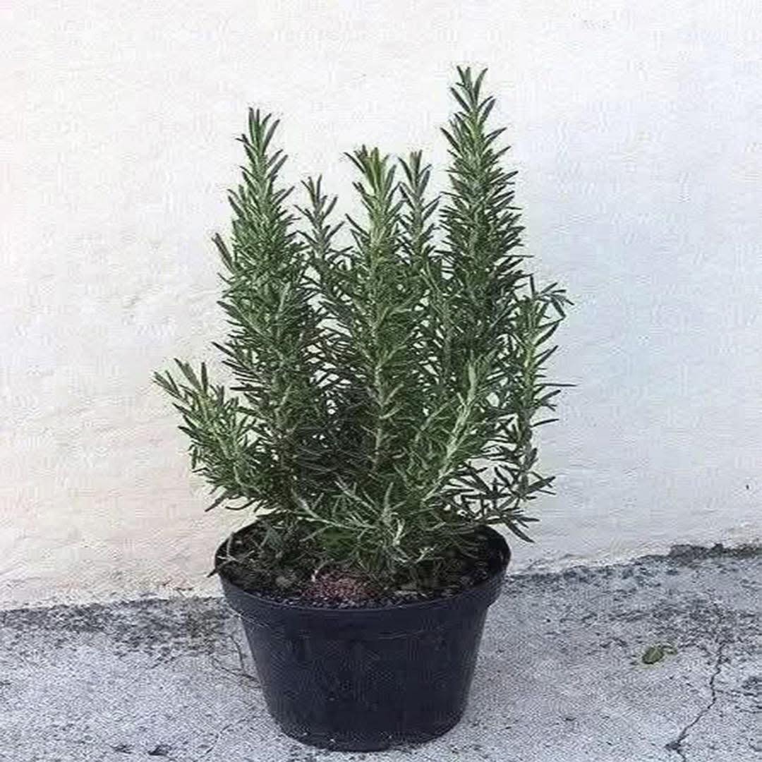 Rosemary: The Natural Secret That Can Transform Your Daily Well-being
